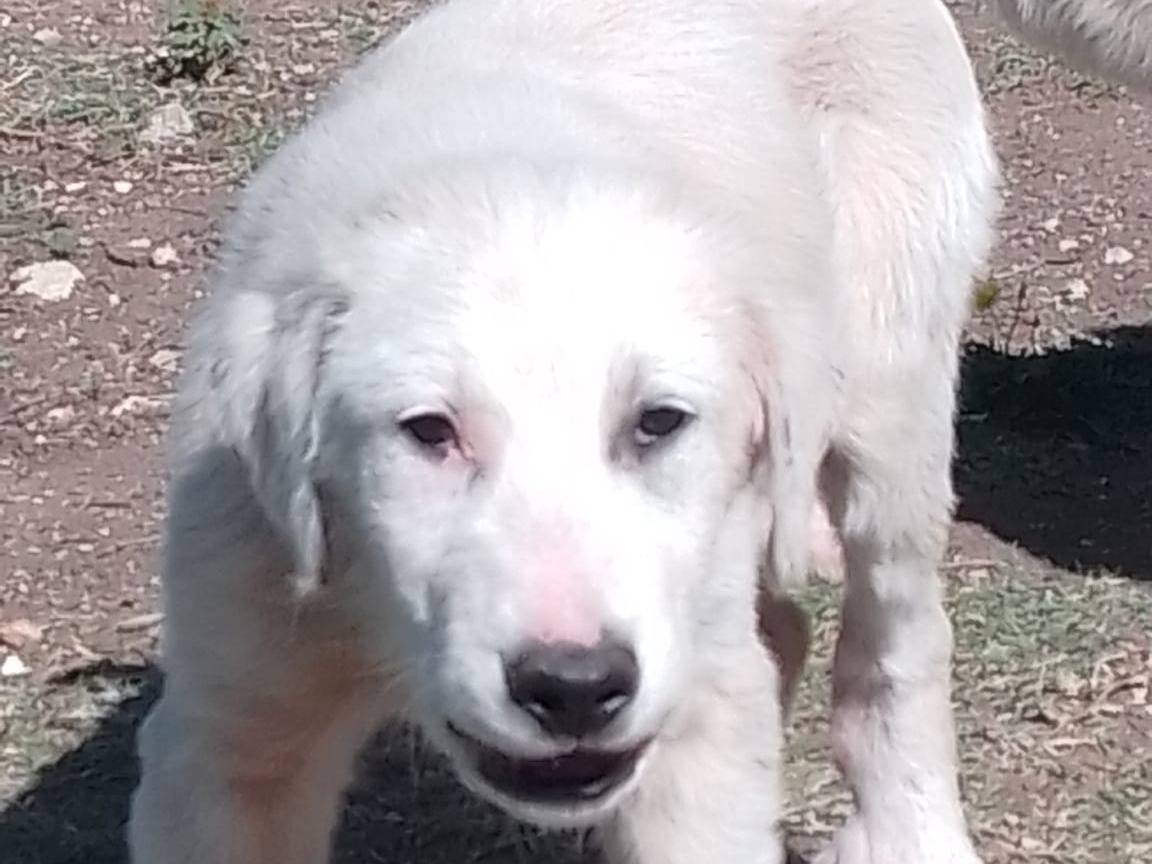 Adozione cane, maschio, Razza sconosciuta Razza sconosciuta, 3 mesi, taglia grande, Vibo