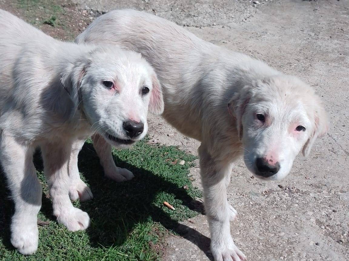 Adotta un cane, maschio, 3 mesi, Vibo