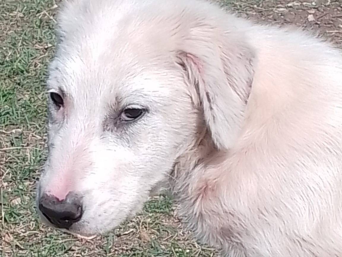 Adozione cane, femmina, Razza sconosciuta Razza sconosciuta, 3 mesi, taglia grande, Vibo
