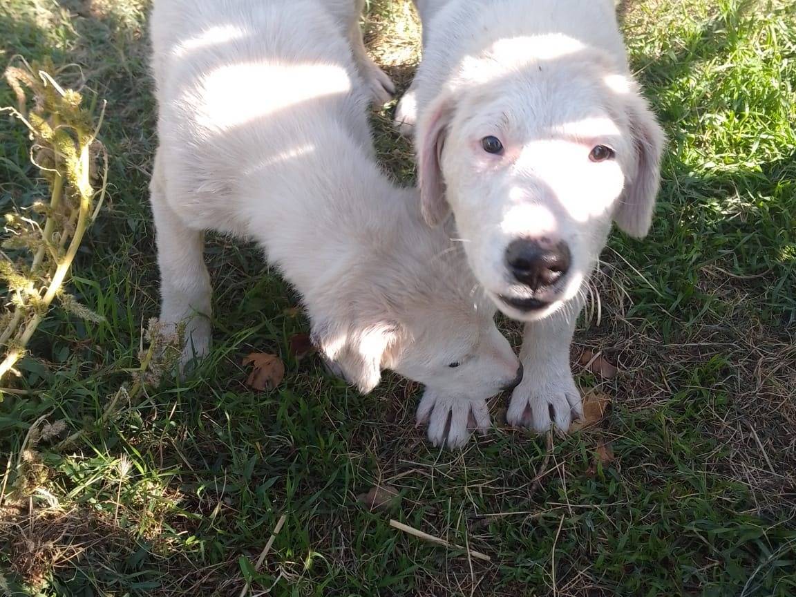 Adotta un cane, femmina, 3 mesi, Vibo