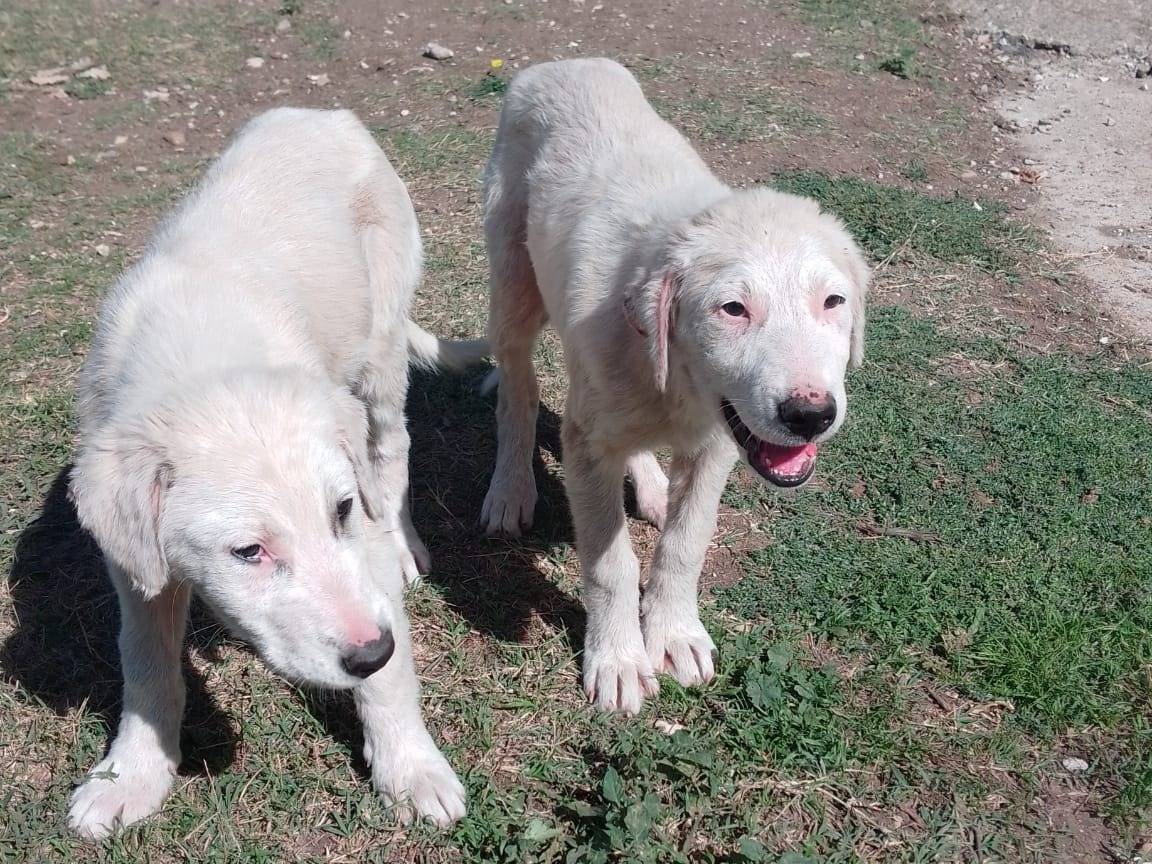Vuoi adottare un cane a Vibo?