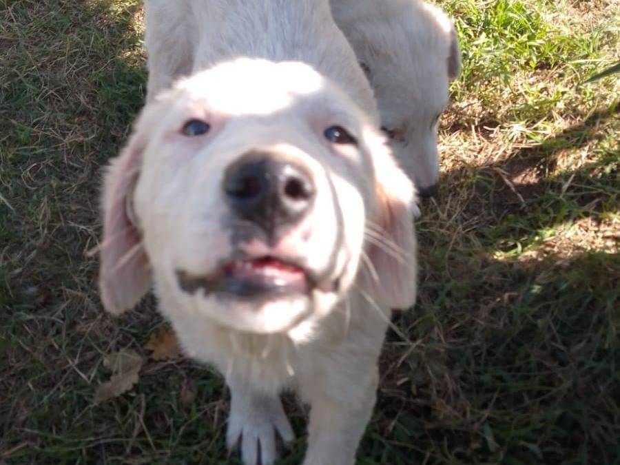Adotta il cane NESSIE a Vibo