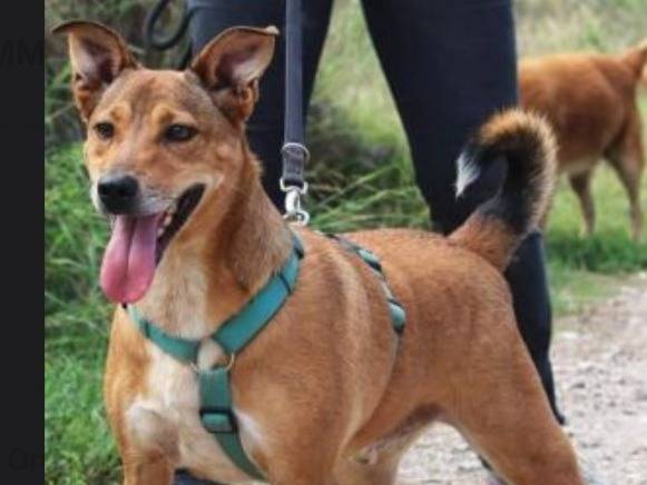 Adozione cane, maschio, Razza sconosciuta Razza sconosciuta, 4 anni e 3 mesi, taglia media, Napoli