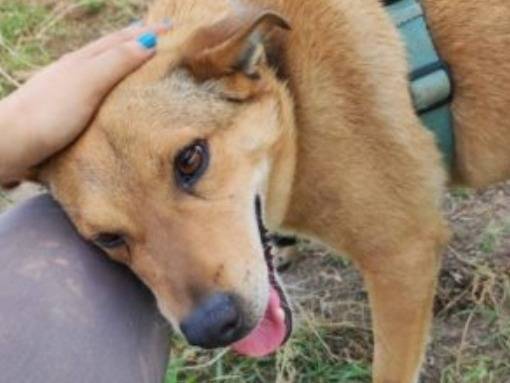 Adotta un cane, maschio, 4 anni e 3 mesi, Napoli