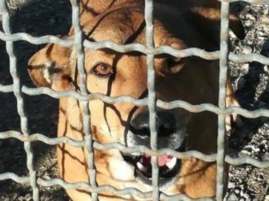 Adotta un cane, taglia media, maschio, Napoli