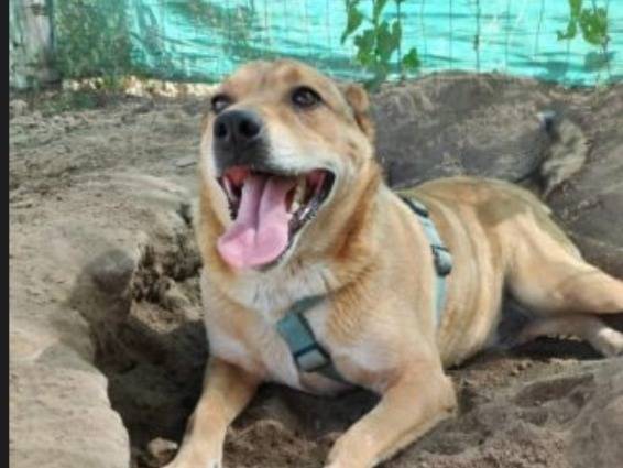 Vuoi adottare un cane a Napoli?