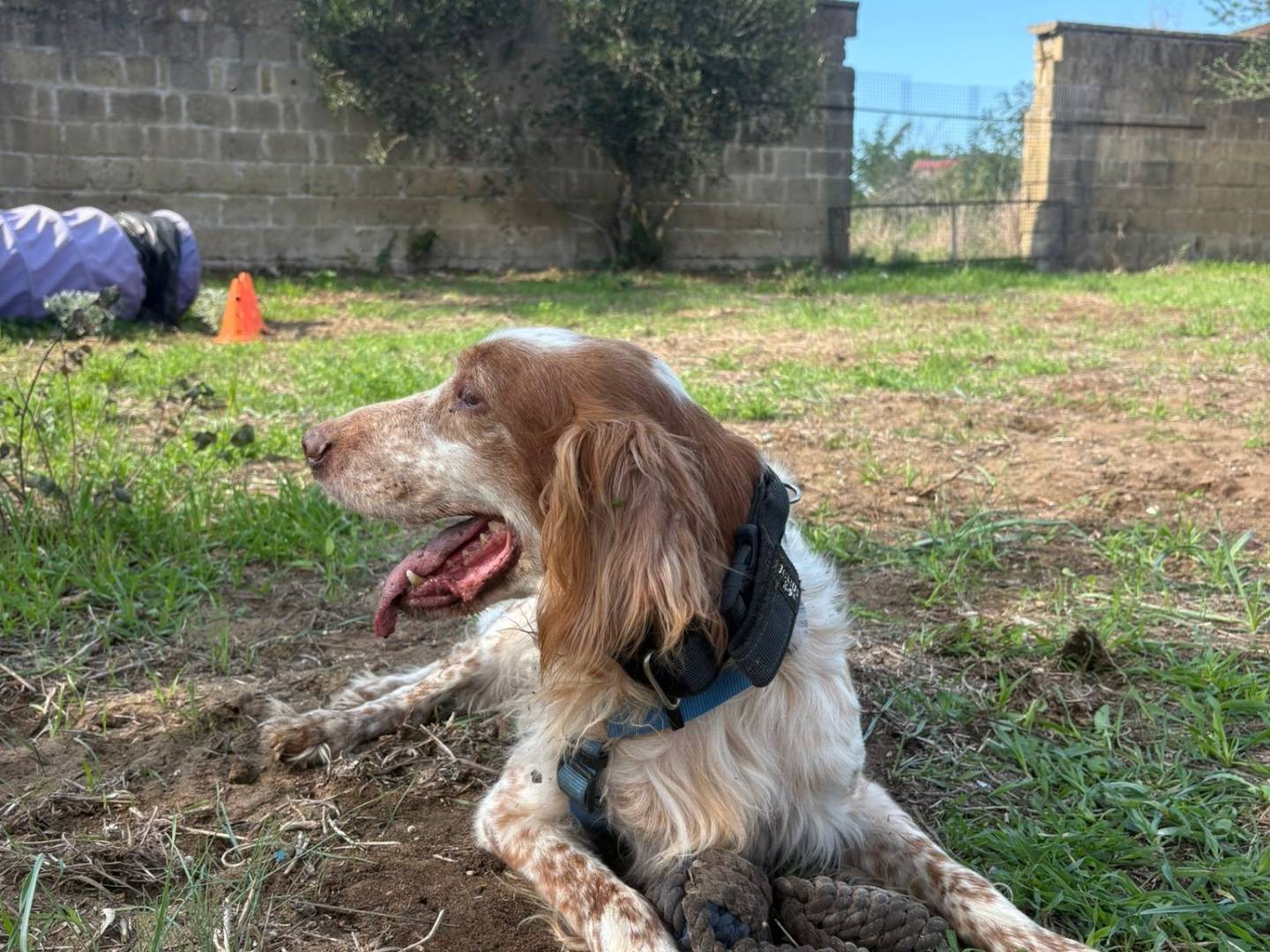 Vuoi adottare un cane a Caserta?