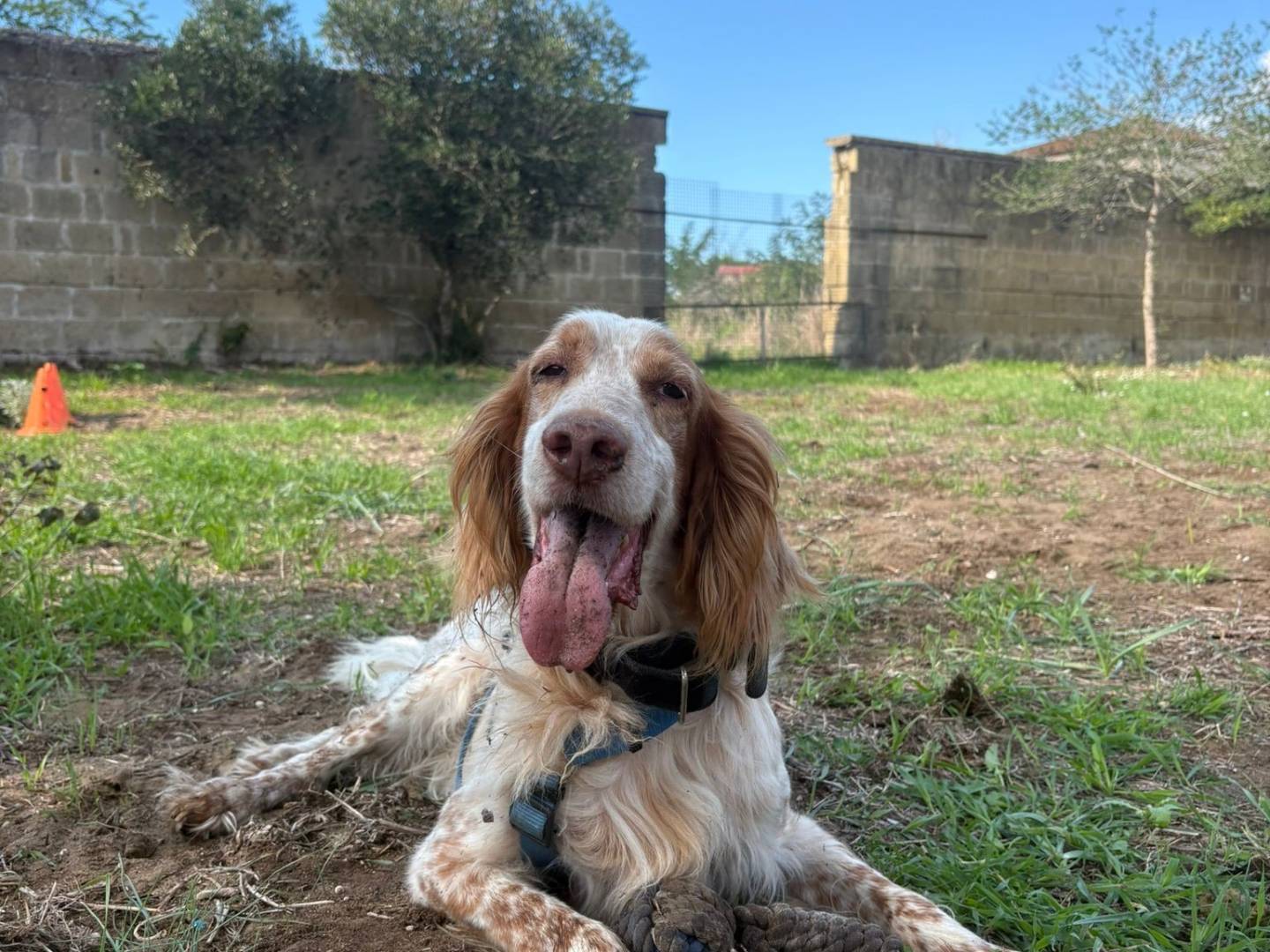 Adotta il cane OSCAR a Caserta