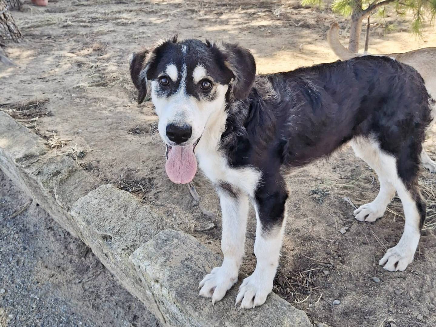 Adozione cane, femmina, Razza sconosciuta Razza sconosciuta, 4 mesi, taglia media, Crotone