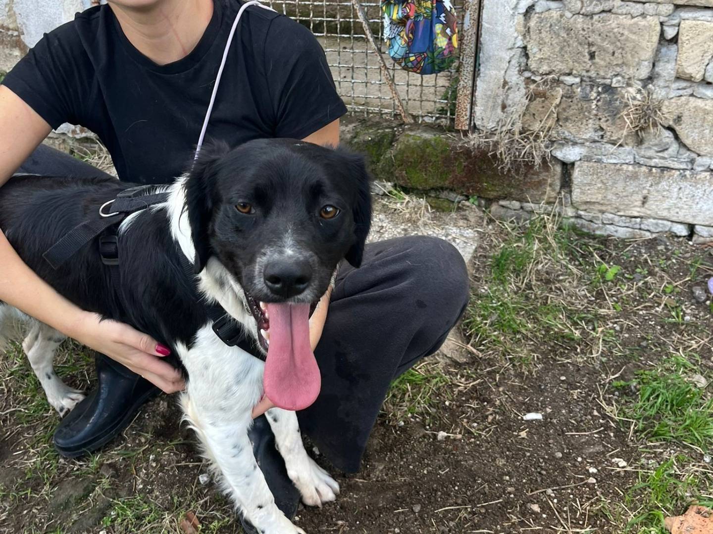 Vuoi adottare un cane a Caserta?