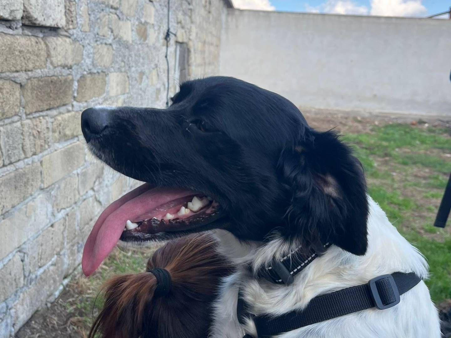 Adotta il cane WILLIAM a Caserta