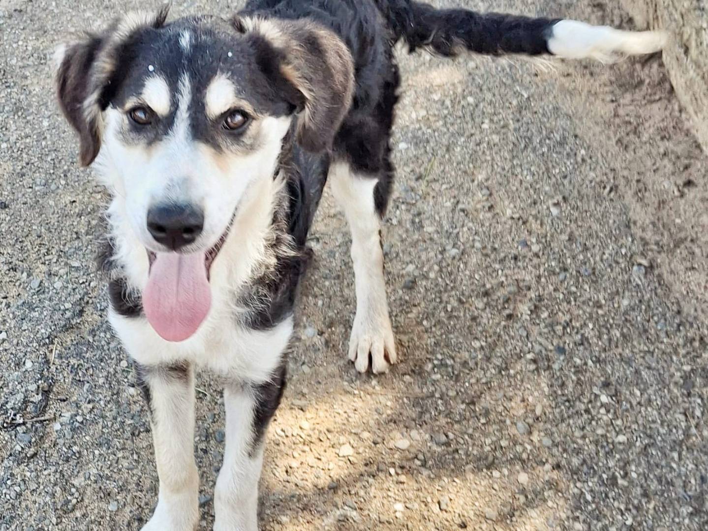 Adotta un cane, taglia media, femmina, Crotone
