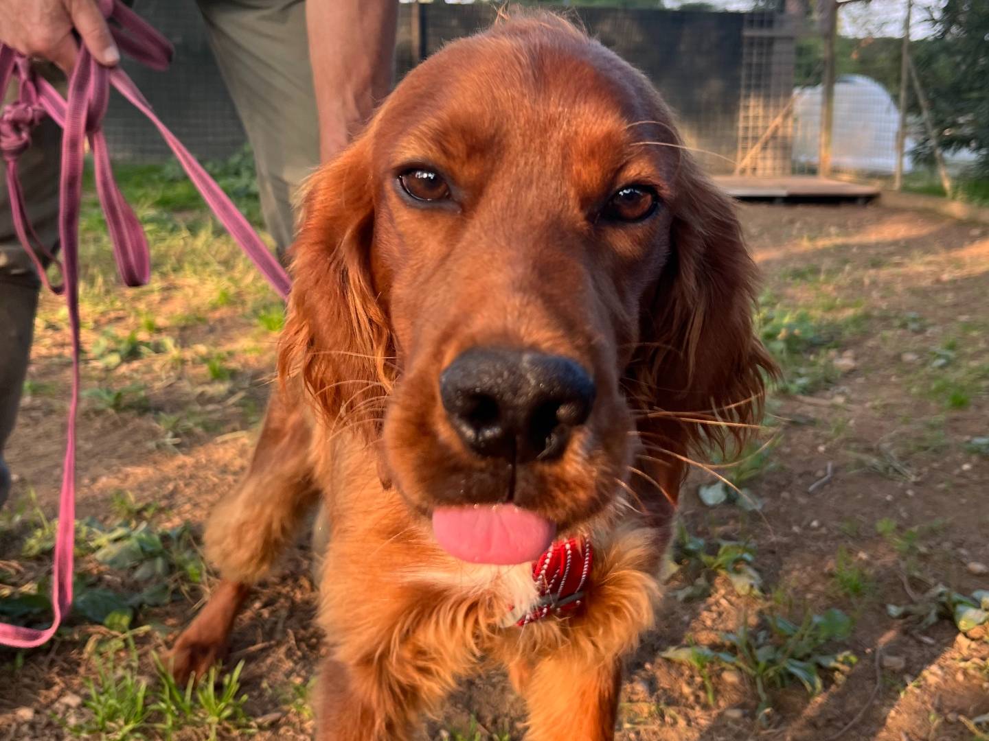 Adozione cane, maschio, Setter Inglese Razza sconosciuta, 8 mesi, taglia media contenuta, Milano