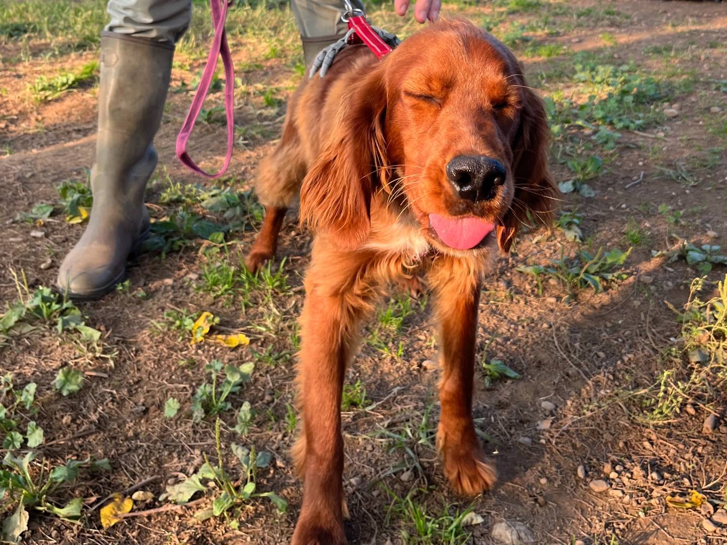 Adotta un cane, maschio, 8 mesi, Milano