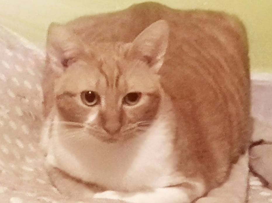 Adotta un gatto, femmina, 1 anno e 1 mese, Torino
