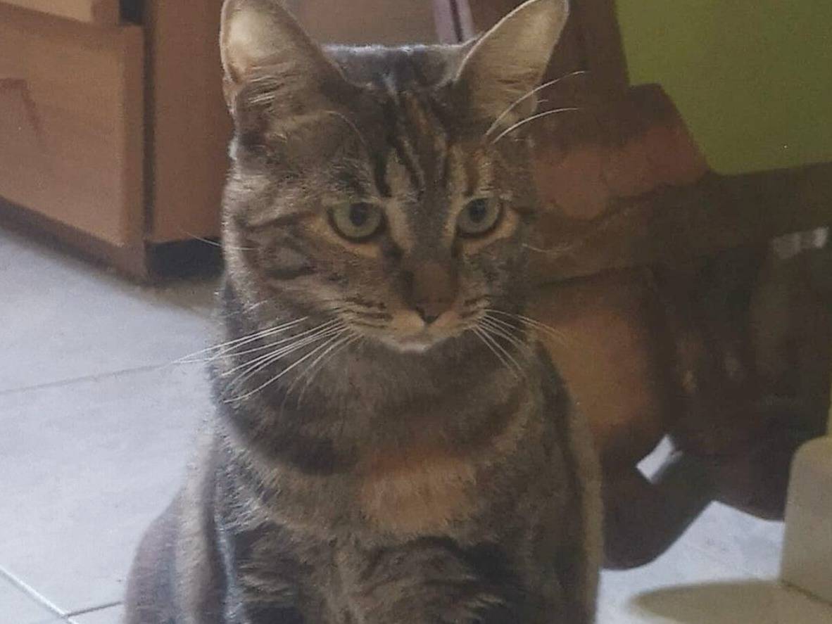 Adotta un gatto, taglia non valida, femmina, Torino