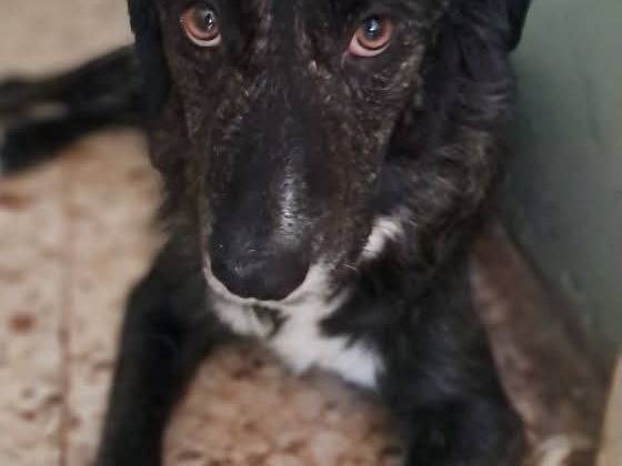 Adozione cane, femmina, Razza sconosciuta Razza sconosciuta, 3 anni e 1 mese, taglia media contenuta, Messina