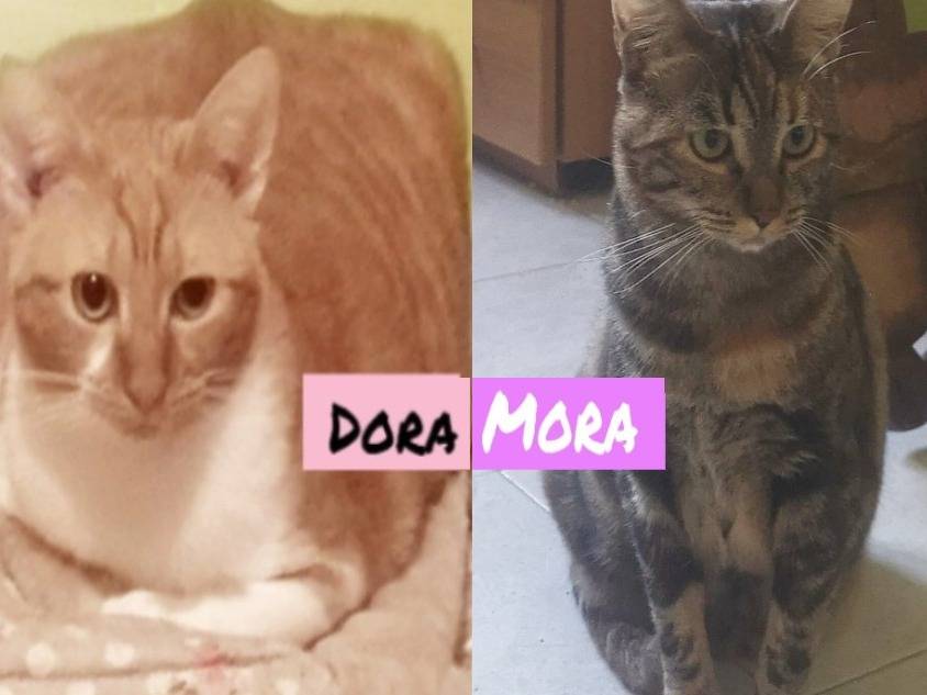 Adozione gatto, femmina, Razza sconosciuta Razza sconosciuta, 1 anno e 1 mese, taglia non valida, Torino