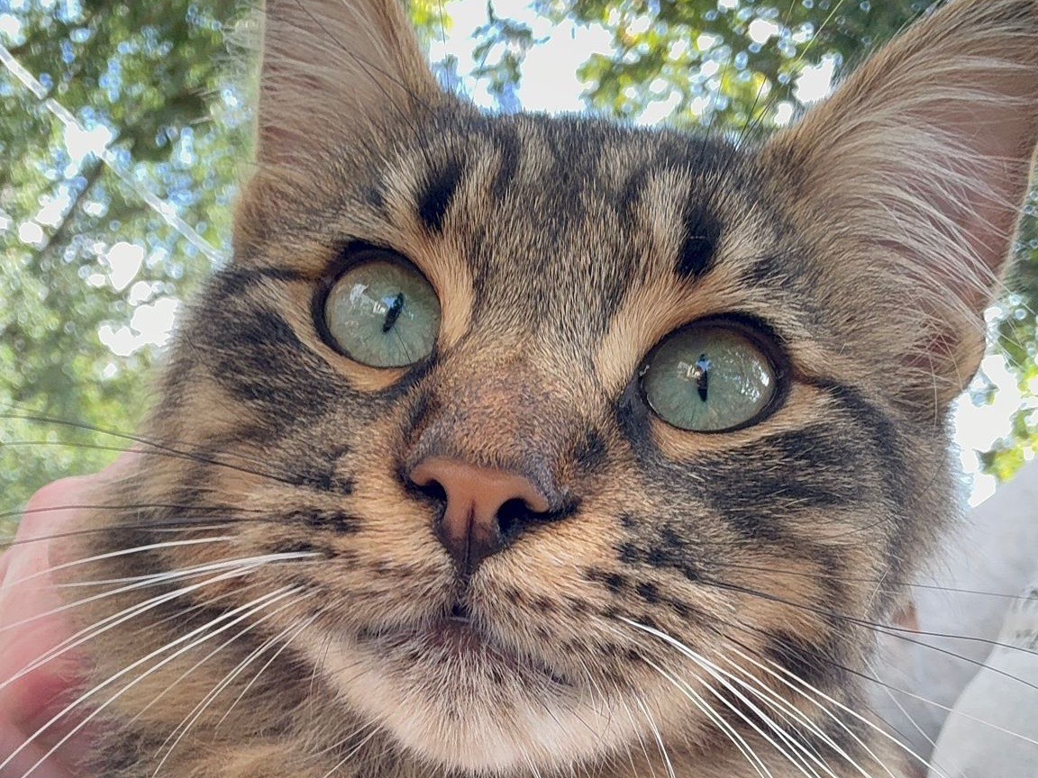 Adozione gatto, maschio, Razza sconosciuta Razza sconosciuta, 8 mesi, taglia non valida, Catanzaro