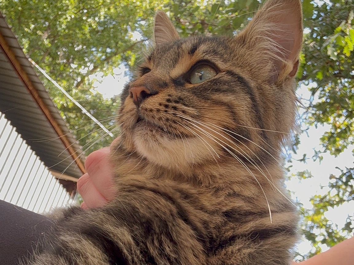 Adotta un gatto, maschio, 8 mesi, Catanzaro