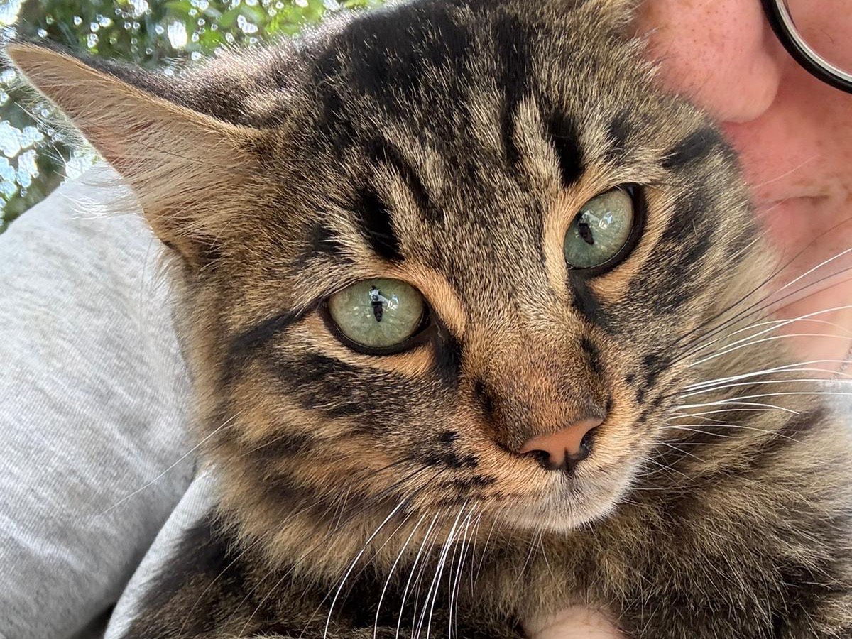 Adotta un gatto, taglia non valida, maschio, Catanzaro