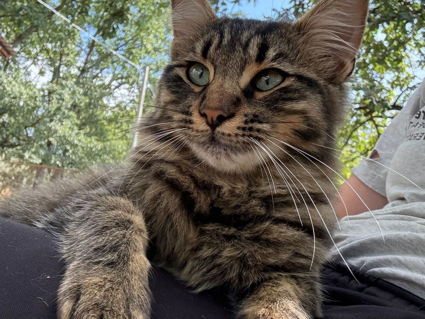 Vuoi adottare un gatto a Catanzaro?