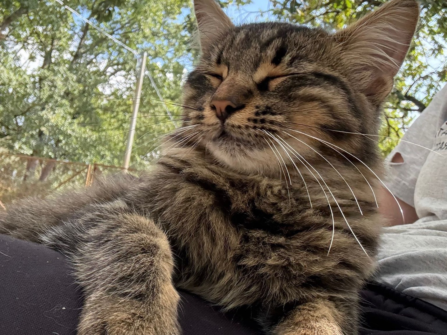 Adotta il gatto Ramsy a Catanzaro