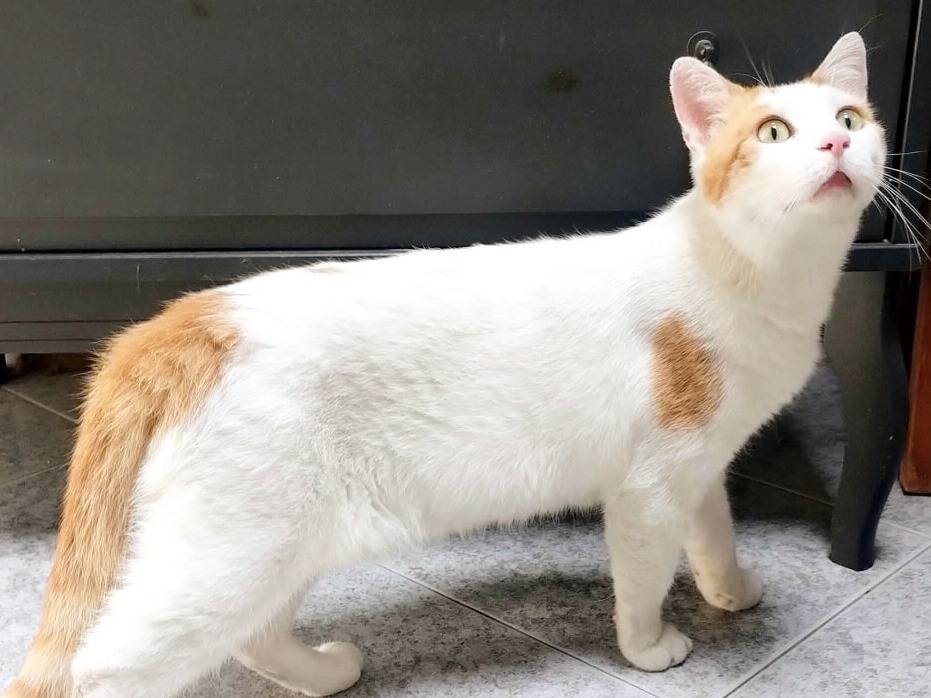 Adozione gatto, maschio, Razza sconosciuta Razza sconosciuta, 1 anno e 1 mese, taglia non valida, Torino