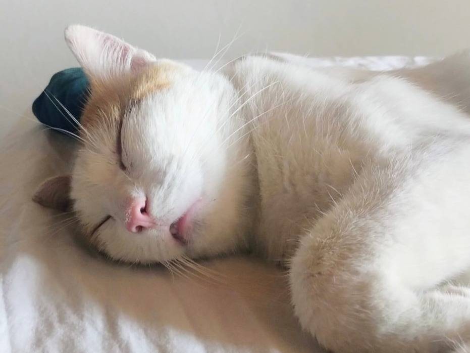 Adotta un gatto, maschio, 1 anno e 1 mese, Torino