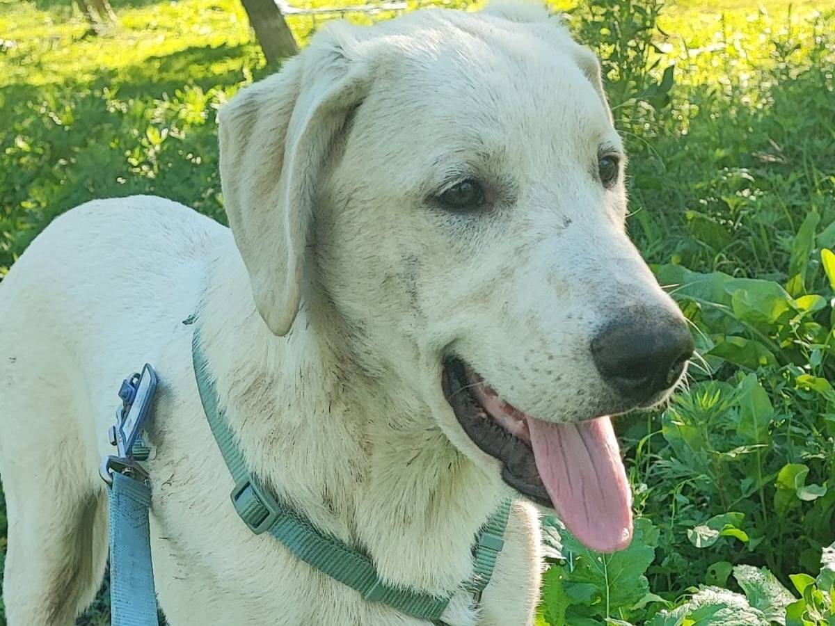 Foto 3 dell'animale