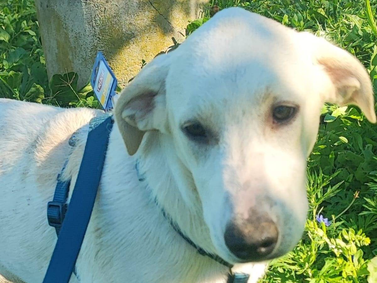 Adozione cane, maschio, Razza sconosciuta Razza sconosciuta, 6 mesi, taglia media contenuta, Avellino