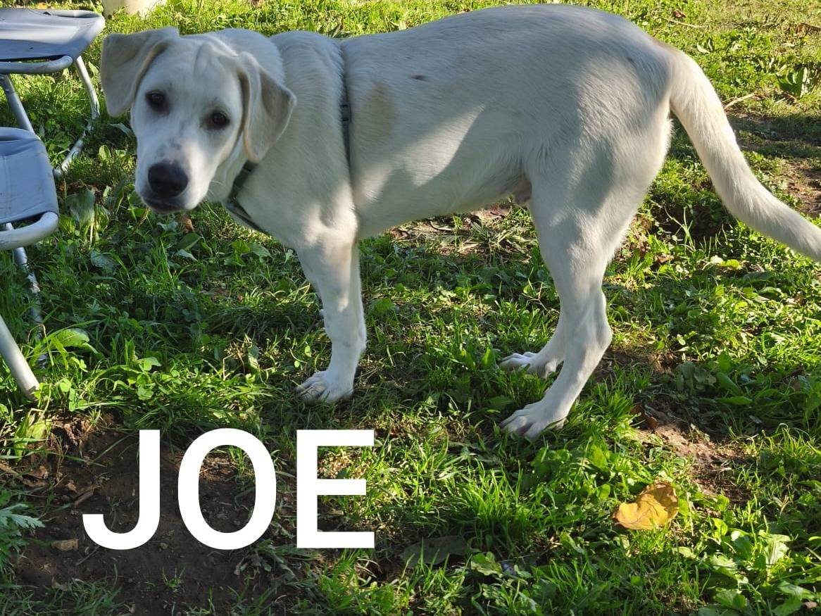 Adotta un cane, maschio, 6 mesi, Avellino