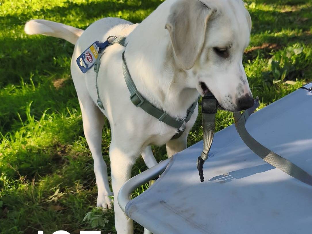 Vuoi adottare un cane a Avellino?