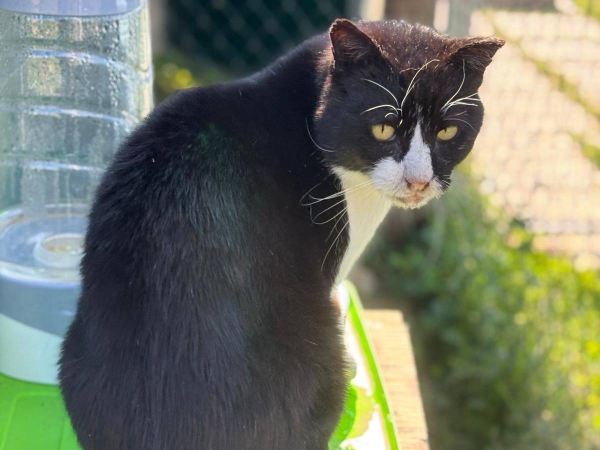 Adozione gatto, maschio, Razza sconosciuta Razza sconosciuta, 5 anni e 8 mesi, taglia non valida, Pisa