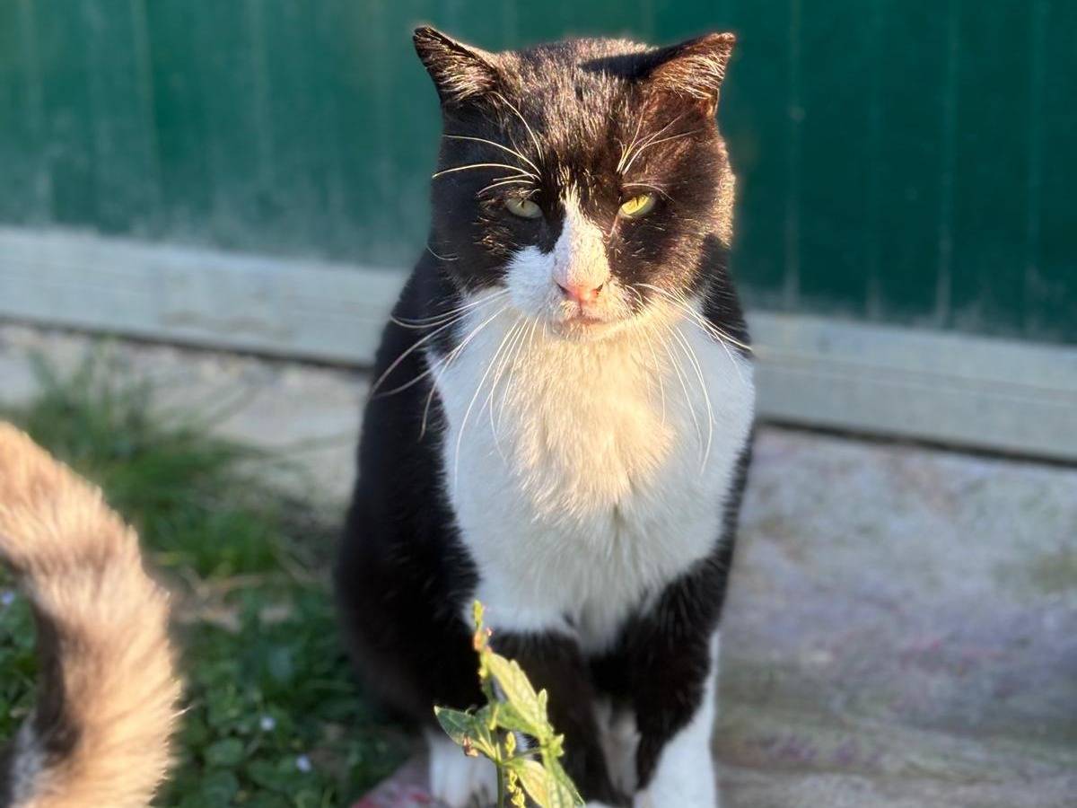 Adotta un gatto, maschio, 5 anni e 8 mesi, Pisa