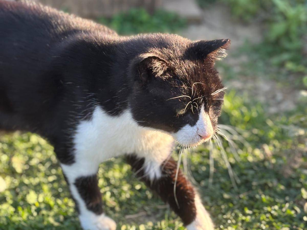 Adotta un gatto, taglia non valida, maschio, Pisa