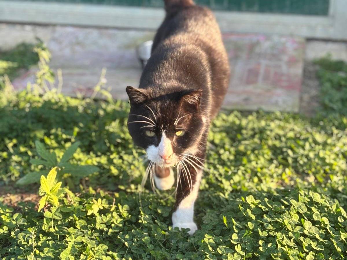 Vuoi adottare un gatto a Pisa?