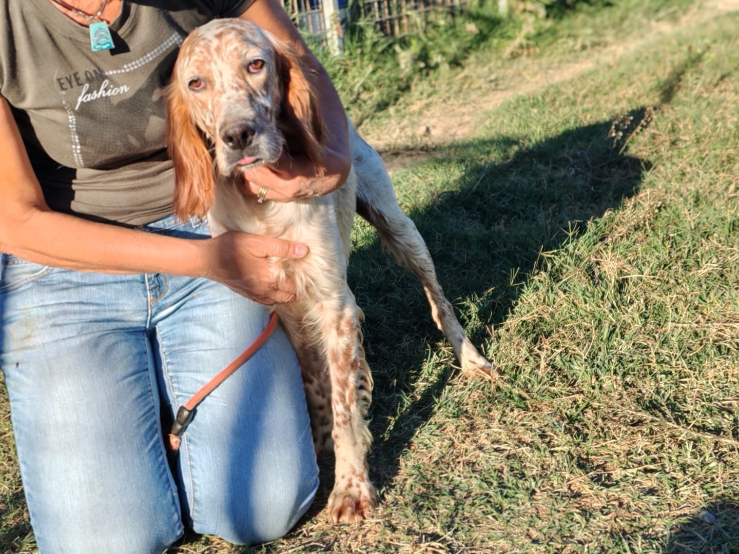 Adozione cane, maschio, Setter Inglese Razza sconosciuta, 2 anni, taglia media, Cosenza