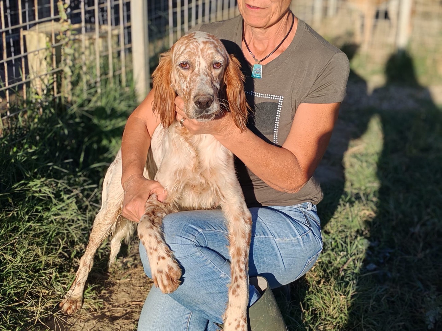 Adotta un cane, taglia media, maschio, Cosenza