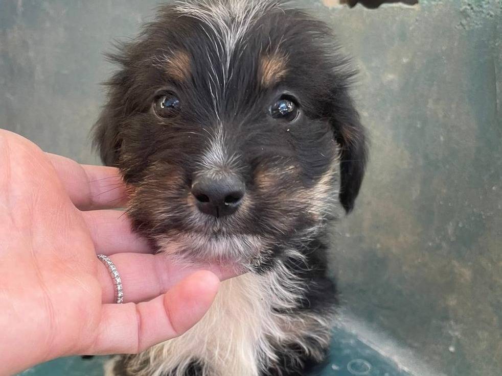 Adozione cane, maschio, Razza sconosciuta Razza sconosciuta, 2 mesi, taglia media contenuta, Frosinone