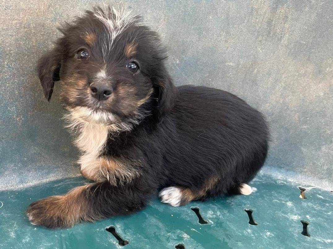 Adotta un cane, maschio, 2 mesi, Frosinone