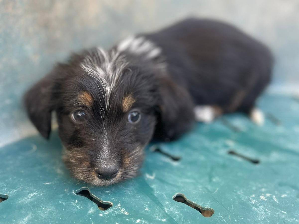 Adotta un cane, taglia media contenuta, maschio, Frosinone