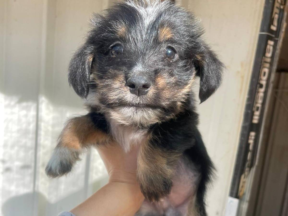 Vuoi adottare un cane a Frosinone?