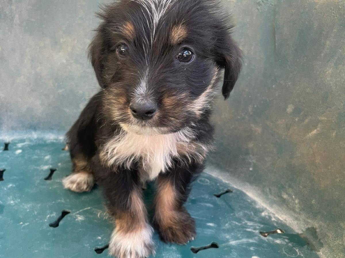 Adotta il cane DIAMANTE a Frosinone