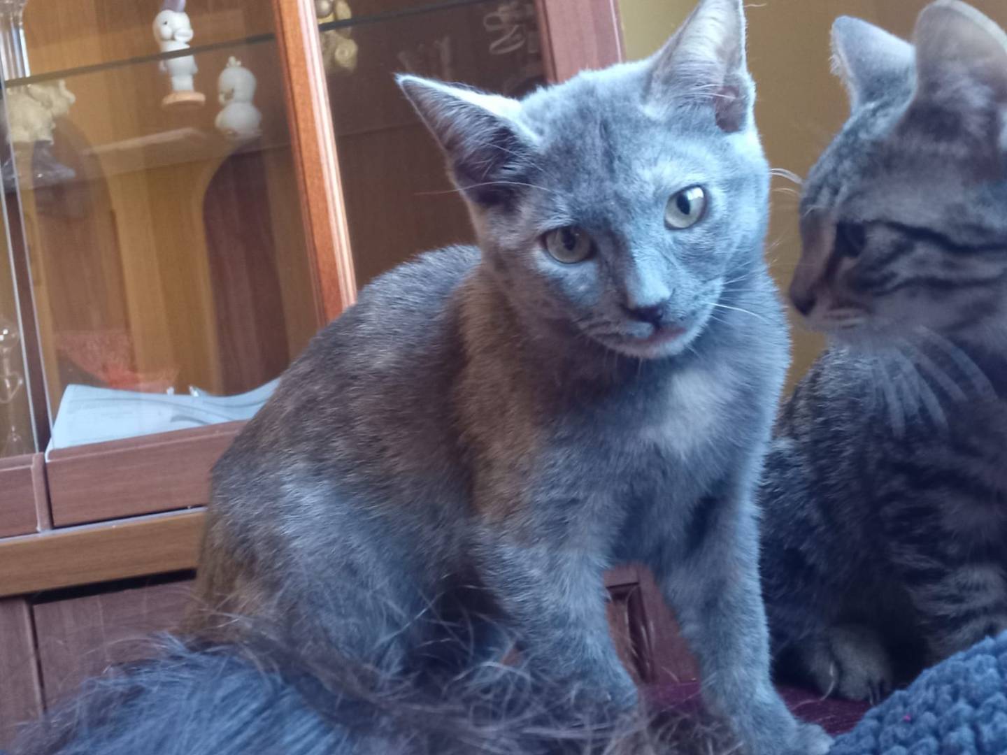 Adozione gatto, femmina, Razza sconosciuta Razza sconosciuta, 4 mesi, taglia non valida, Frosinone