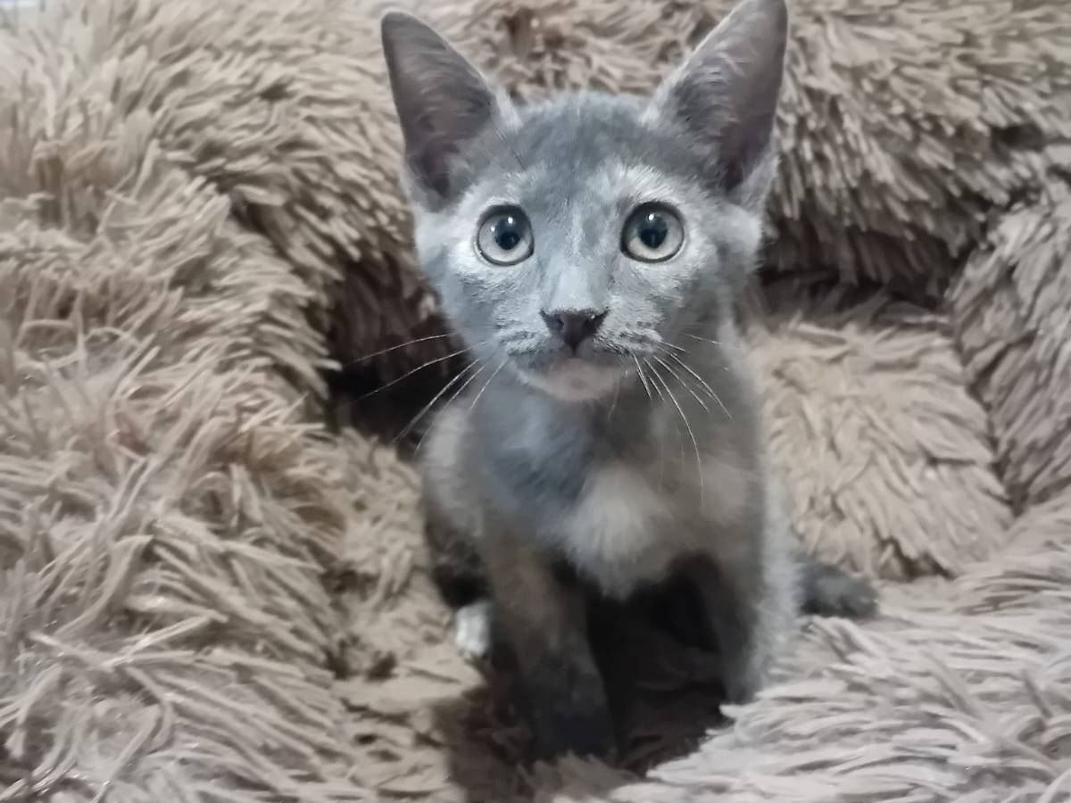 Adotta un gatto, taglia non valida, femmina, Frosinone