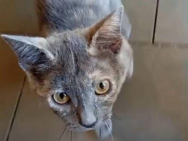 Vuoi adottare un gatto a Frosinone?