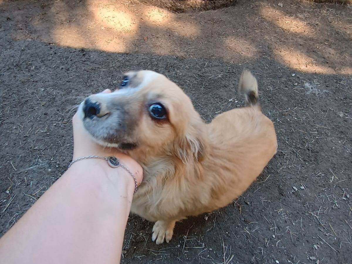 Vuoi adottare un cane a Caserta?