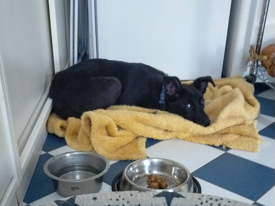 Adozione cane, maschio, Razza sconosciuta Razza sconosciuta, 4 mesi, taglia grande, Treviso