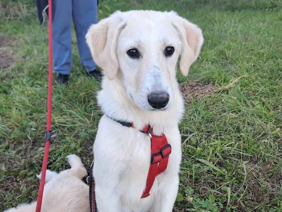 Adozione cane, maschio, Pastore maremmano Razza sconosciuta, 5 mesi, taglia grande, Milano